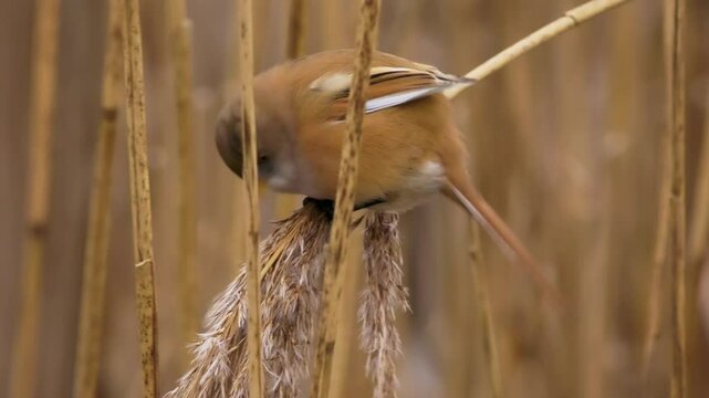 Bearded reedling - Panurus biarmicus beautiful long-tailed passerine bird found in reed beds near water in Eurasia, also Bearded tit or Bearded parrotbill, family Panuridae, feed on the reed