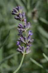 Obraz premium Branch of unblown purple lavender on a blurred background