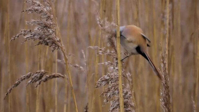 Bearded reedling - Panurus biarmicus beautiful long-tailed passerine bird found in reed beds near water in Eurasia, also Bearded tit or Bearded parrotbill, family Panuridae, feed on the reed