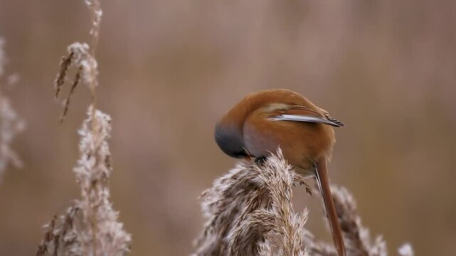 Bearded reedling - Panurus biarmicus beautiful long-tailed passerine bird found in reed beds near water in Eurasia, also Bearded tit or Bearded parrotbill, family Panuridae, feed on the reed