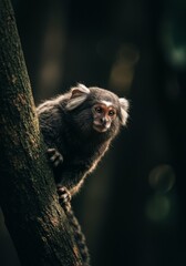 A realistic portrait photograph of a cute monkey on a tree, featuring a dark forest background with back daylight

