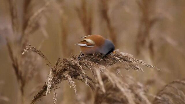 Bearded reedling - Panurus biarmicus beautiful long-tailed passerine bird found in reed beds near water in Eurasia, also Bearded tit or Bearded parrotbill, family Panuridae, feed on the reed