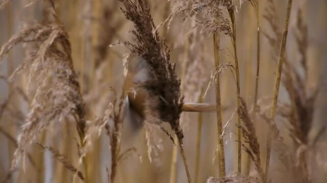 Bearded reedling - Panurus biarmicus beautiful long-tailed passerine bird found in reed beds near water in Eurasia, also Bearded tit or Bearded parrotbill, family Panuridae, feed on the reed