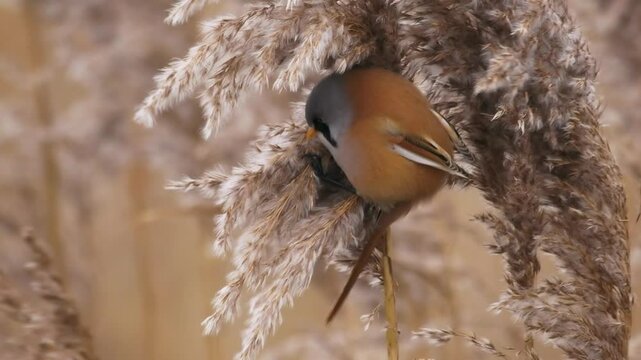 Bearded reedling - Panurus biarmicus beautiful long-tailed passerine bird found in reed beds near water in Eurasia, also Bearded tit or Bearded parrotbill, family Panuridae, feed on the reed