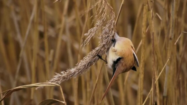 Bearded reedling - Panurus biarmicus beautiful long-tailed passerine bird found in reed beds near water in Eurasia, also Bearded tit or Bearded parrotbill, family Panuridae, feed on the reed