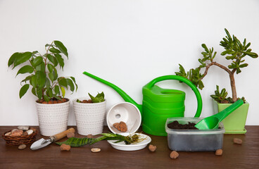Houseplant care, replanting, watering, fertilizing. Home potted plants Ficus, Sansevieria and Crassula or Hobbit, watering can, expanded clay drainage, container with soil on table on light background
