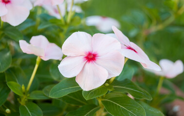 Obraz premium close-up of a pink and white flower