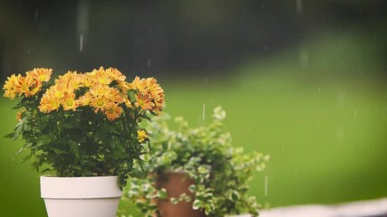 Rain and raindrops falling on a flower pot of chrysanthemums in the garden, beautiful natural scenery of a summer shower
- Powered by Adobe