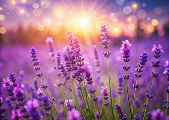 Naklejka premium Blooming Lavender Fields with Soft Bokeh, Purple Flowers, Summer Scenery, French Provence