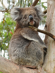 Koala bear the cutest Australian animal