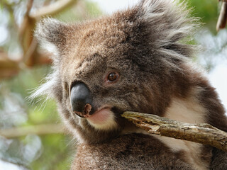 Koala bear the cutest Australian animal