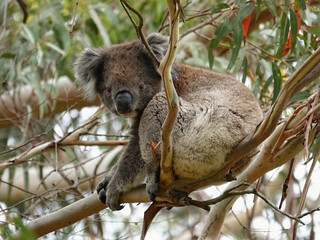Koala bear the cutest Australian animal