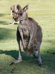 Kangaroo mother with a baby kangaroo in her pocket