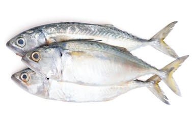 Pacific jack mackerel fish or Trachurus on white background.