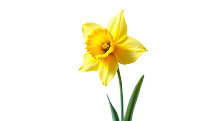Fototapeta premium Single Yellow Daffodil Flower Stem White Background