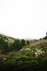 Bosque con pinos y montaña con niebla de fondo en la Barranca, Sierra de Madrid
