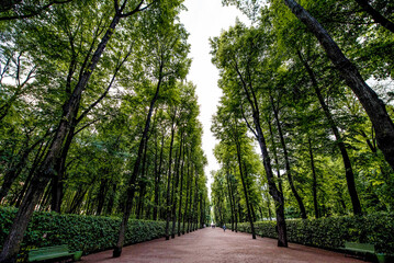 Obraz premium Green city park Summer garden, Saint Petersburg, Russia