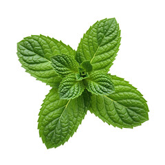 Organic green peppermint leaf - isolated on white