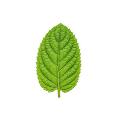 Fototapeta premium Organic green peppermint leaf - isolated on white