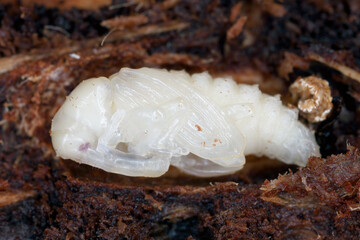 European silver fir weevil (Pissodes piceae). A pupa under the bark of a fir tree cocoon of pupae.