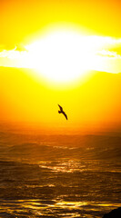 Gaviota volando sobre el mar al atardecer