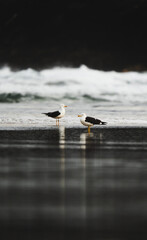 Gaviotas en la playa