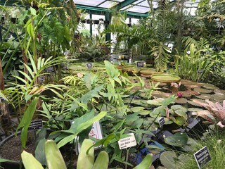 The Apothecary Garden of Moscow State University (MSU), also known as the Moscow Botanical Garden...