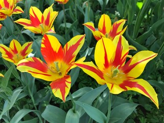 Fototapeta premium The Apothecary Garden of Moscow State University (MSU), also known as the Moscow Botanical Garden of Peter the Great, is a serene oasis in the bustling city.