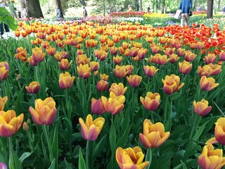 The Apothecary Garden of Moscow State University (MSU), also known as the Moscow Botanical Garden...