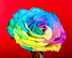 Vibrant Rainbow Rose on red background
