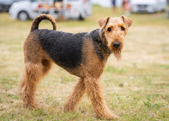 A profile view of a black and tan Airedale Terrier dog walking on the grass. It is known as the king of terriers. Airedale Terrier standing on grass. 