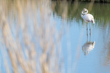 FLAMENCO COMÚN (Phoenicopterus Roseus) EN UNA LAGUNA