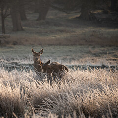 Beautiful image of herd of red deers in frozen atmospheric Winter landscape backlit by glow of sunrise