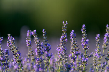 PLANTAS Y FLORES DE LAVANDA