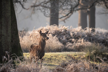 Beautiful image of herd of red deers in frozen atmospheric Winter landscape backlit by glow of sunrise