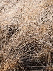 Beautiful atmospheric Winter sunrise landscape image of frozen fields and grasses with sun glow on the frosty ground