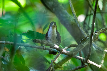 large scimitar babbler or Erythrogenys hypoleucos at Dehing Patkai, Assam, India