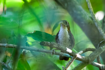 large scimitar babbler or Erythrogenys hypoleucos at Dehing Patkai, Assam, India