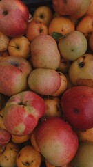 Close-Up of Freshly Harvested Apples with Natural Imperfections