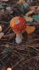 Single Fly Agaric Mushroom with White Spots on Autumn Forest Floor