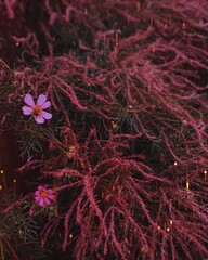 Delicate Pink Flowers Amidst Vibrant Red Foliage in a Natural Setting