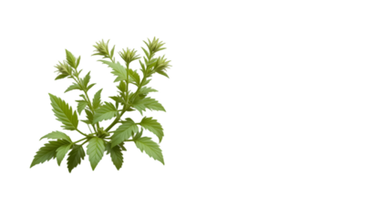 detailed wormwood herb illustration for botanical and herbal designs