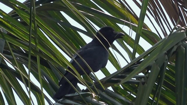 Large-billed crow, jungle crow, or thick-billed crow (Corvus macrorhynchos), is a widespread Asian species of crow. Big black bird perched on coconut tree
