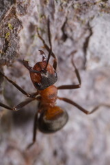 Ant climbing towards camera on tree bark