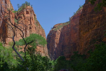 Nature in Zion, Utah, USA