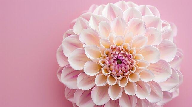 Soft focus of a beautiful pink dahlia flower in full bloom against a pink background. The petals are delicate and the colors are vibrant.