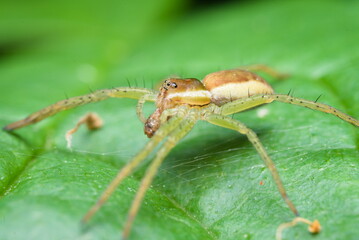 spider on a leaf eating