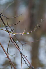 Rain drops on tree branches