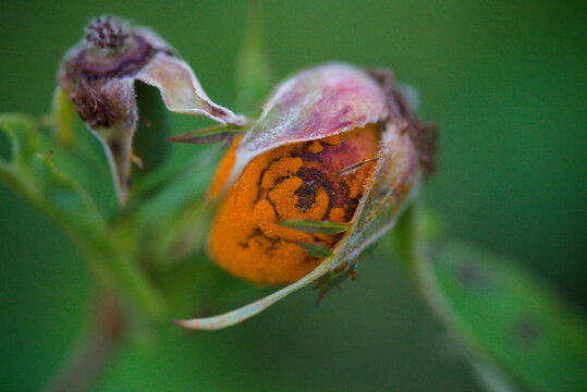 Orange berry in nature macro - Eye of sauron