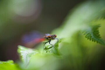 Red dragonfly resting on fern